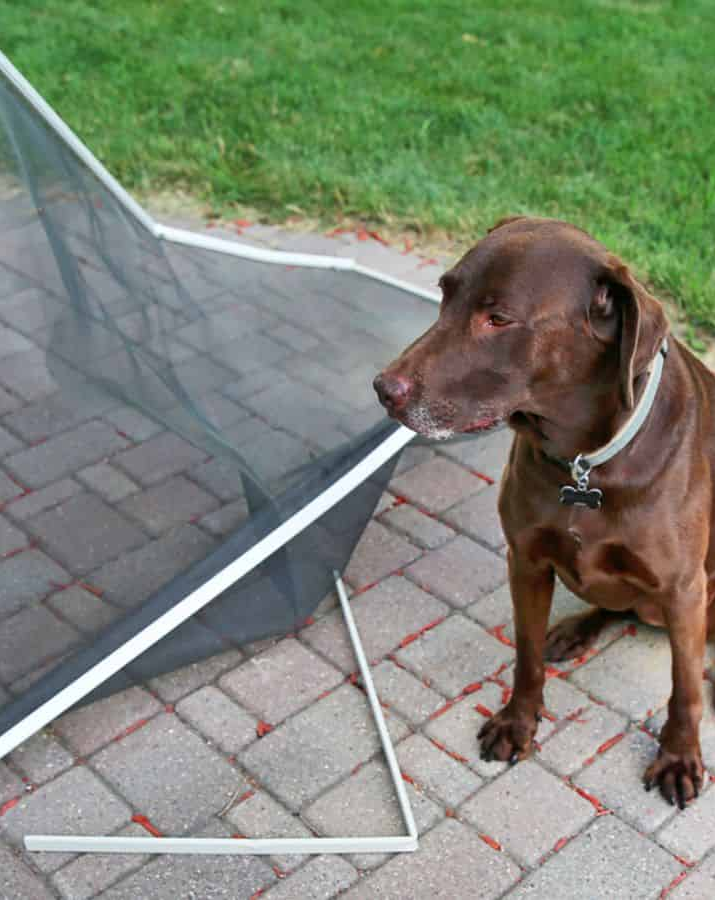 Damaged screen frame beside a dog on a patio